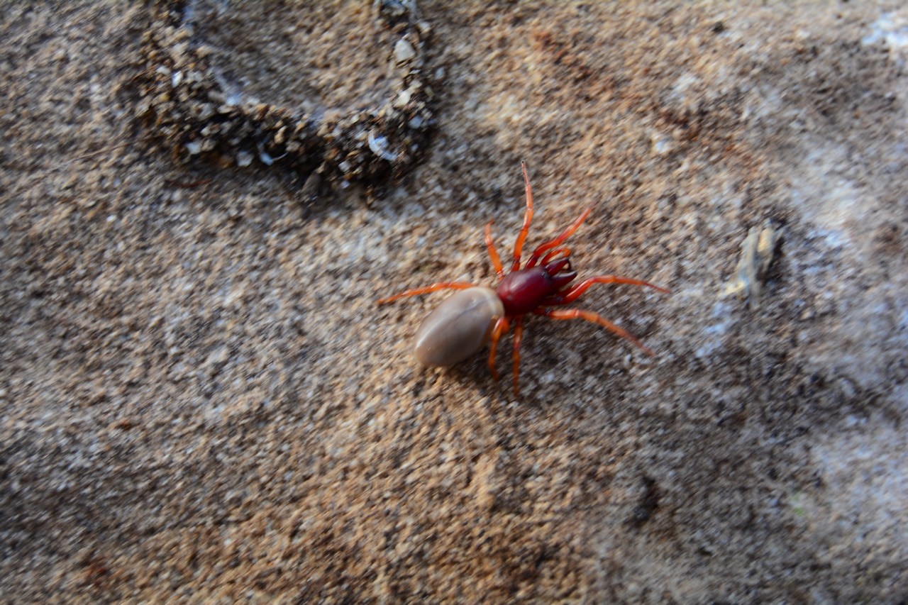 Dysdera sp Dysdera sp